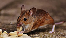 24 Hour & Emergency Exterminators in Smyrna, PA